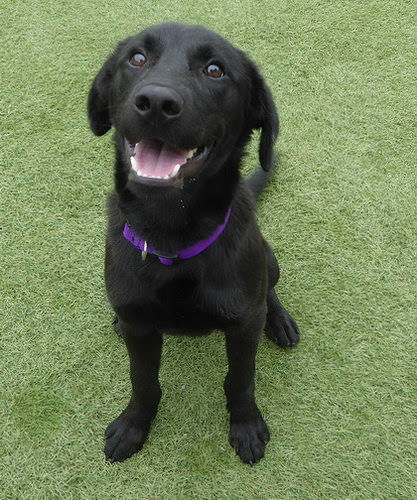 Lab Rescue - Gypsy.jpg